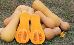 Come coltivare la zucca ananas nel tuo giardino con un sorprendente gusto dolce e un aroma gradevole