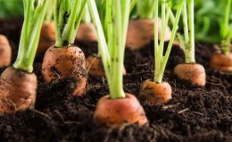 What to do if carrots don’t grow: what is the best way to feed them and how to do it correctly