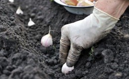 Nous adoptons la sagesse des jardiniers expérimentés - après quoi planter de l'ail avant l'hiver et quels prédécesseurs peuvent nuire