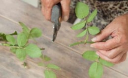 Instruccions per a jardiners principiants: com propagar les roses enfiladisses per esqueixos a l'estiu pas a pas