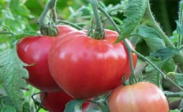 Petua dari tukang kebun berpengalaman untuk menanam tomato Pink Heart