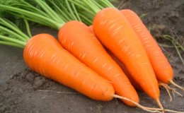 Unpretentious mid-early carrot hybrid Red Cor