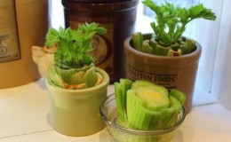 Step-by-step guide: how to grow celery at home on a windowsill and what you need for this