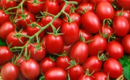 A bright and tasty decoration for garden beds - tomato Cranberry in sugar