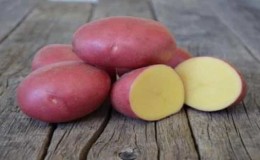 Variedade de batata vermelha despretensiosa, mas produtiva Labella