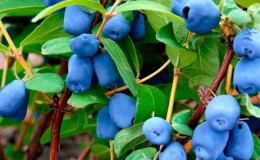 Pelbagai jenis honeysuckle tahan sejuk Blueberry dengan buah-buahan manis dan masam