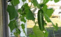 How to grow cucumbers on a windowsill in an apartment: technology for growing a rich harvest