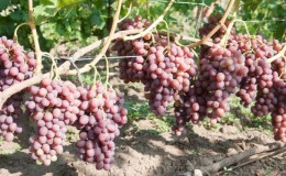 Características del cultivo de uvas de Libia.