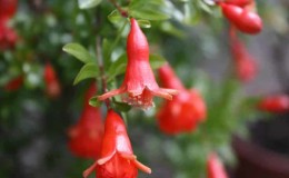 Qual é a aparência de uma flor de romã e como cuidar de uma planta de casa durante a floração e a frutificação