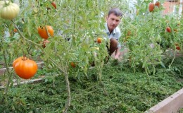 Apakah mulsa, mengapa ia diperlukan dan adakah mungkin untuk mulsa tomato dengan habuk papan: petua dan helah