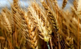 Rassegna delle migliori varietà di grano invernale: scegliere il più fertile e resistente