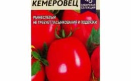 En variant du definitivt vil være fornøyd med - Kemerovo-tomaten og hemmelighetene til riktig omsorg for den