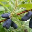 Varietà dolce commestibile di caprifoglio alla fragola con gusto e aroma sorprendenti