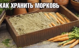 Advantages and disadvantages of storing carrots in sand, step-by-step instructions