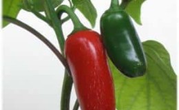 Què és el pebrot jalapeño, com es cultiva i s'utilitza?