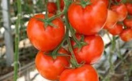 Que sont les tomates déterminées : nous comprenons le concept et faisons connaissance avec les variétés les plus représentatives