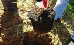 Plantar peras en otoño en la región de Moscú.