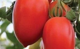 Empress tomato hibrid: arahan untuk menanam di plot anda sendiri dari menyemai hingga menuai