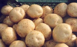 Detailed description and advice from agronomists on potato varieties: Petersburg, Barin, Leader and others