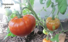 Variété universelle de tomates à maturation précoce - Tomate Morning Dew