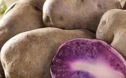 Soi de cartofi de masă mijlociu timpuriu Gourmet violet