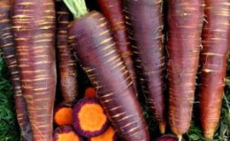 Variétés populaires et hybrides de carottes violettes