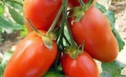 Bolehkah tomato Handsome bukan sahaja menghiasi katil taman anda, tetapi juga menghasilkan tuaian yang baik?