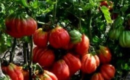 Mengapa anda perlu menanam tomato Etoile: faedah varieti dan petua untuk mendapatkan hasil tuaian yang banyak