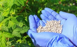 Cómo, cuándo y qué alimentar con frambuesas en primavera para una buena cosecha.