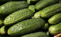 Choosing the best variety of cucumbers for a polycarbonate greenhouse