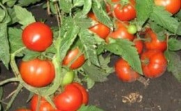 Panduan untuk tukang kebun pemula: menanam tomato hibrid Nasha Masha f1