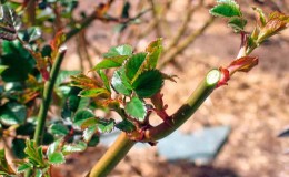 Una guía para jardineros principiantes: cómo cuidar las rosas en primavera