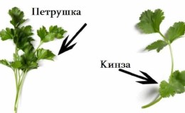 Как да различим кориандър от магданоз