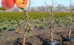 Instruções passo a passo para plantar pêssego no outono, de jardineiros experientes