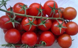 What are the benefits of cherry tomatoes for the body?