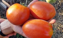 Tetamu hebat di tapak anda: tomato Scheherazade - cara menanamnya dengan betul untuk mendapatkan hasil tuaian yang banyak