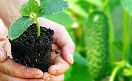 Come piantare correttamente i cetrioli per le piantine e quando è il momento migliore per farlo