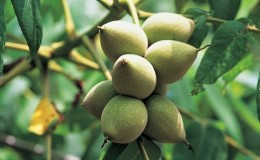 Cultivamos nueces de Manchuria a partir de semillas en casa.