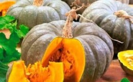 Una variedad sana y sabrosa de los criadores de Kuban - Calabaza medicinal: revisión de la variedad e instrucciones de cultivo.