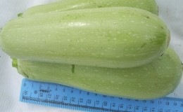 Vi odlar sjukdomsresistent Aral zucchini på rätt sätt och slår avkastningsrekord