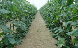 At what night temperature do cucumbers grow in open ground and in a greenhouse?