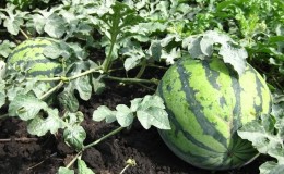 Quelles variétés de pastèques sont préférables pour la plantation en Sibérie