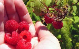 Cómo y con qué alimentar a las frambuesas remontantes en julio.