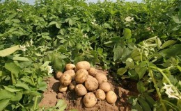 We reveal the secrets of record yield: how to grow a bucket of potatoes from one bush