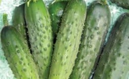 Pelbagai jenis timun Fingers yang produktif dan mudah dijaga dengan buah-buahan yang sangat lazat