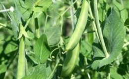 How to properly grow seed peas