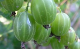 Una delle migliori varietà di uva spina domestica, lo smeraldo degli Urali