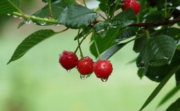 Una guía sobre cómo plantar cerezas correctamente en otoño y evitar errores