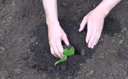 ¿Cómo calcular el momento en el que plantar plántulas de calabaza?