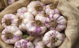 Konstant produktiver, unprätentiöser und krankheitsresistenter Knoblauch Lyubasha – wir bauen ihn auf unserem eigenen Grundstück an